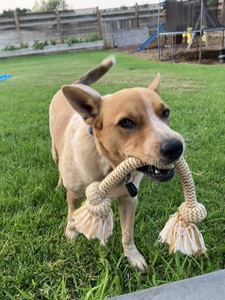 How to Make Cat And Dog Toys: Easy DIY Fun for Pets